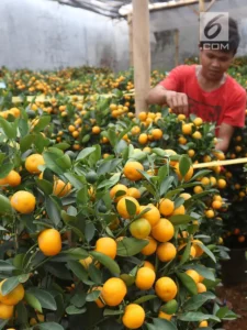 Jeruk China